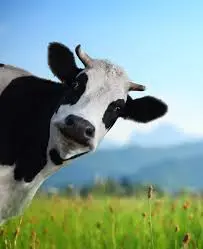 HolyCow